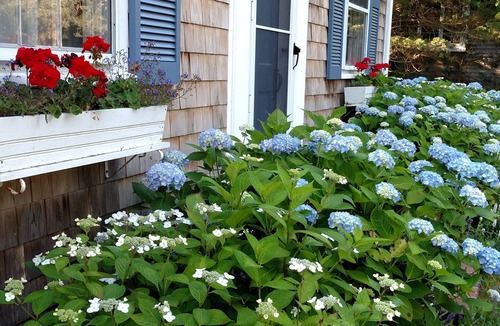 Yarmouth Port House | Charming 2 Bedroom Cottage in Historic Yarmouth Port
