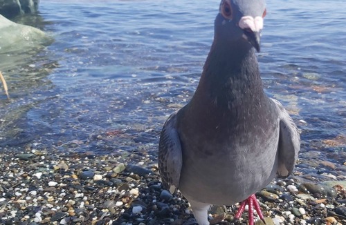 Santa-Severa House | Charming atypical waterfront house