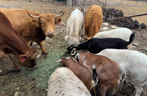 Belton House | Charming barn in wonderful Belton with Highland Cows