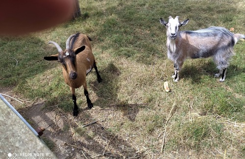 Berville-sur-Mer Cottage | Charming cottage behind honfleur