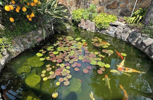 San Leandro Cottage | Charming cottage with Koi Pond