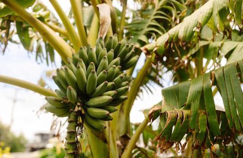 New Plymouth House | Charming Cottage - with deck & beach access