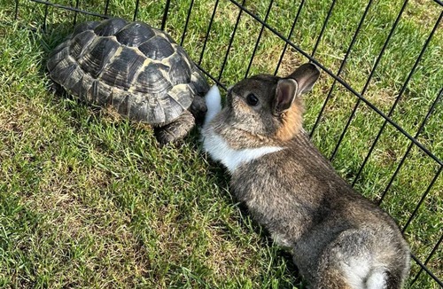 Cobham Cottage | Charming Cottage within Ancient Woodland Forest