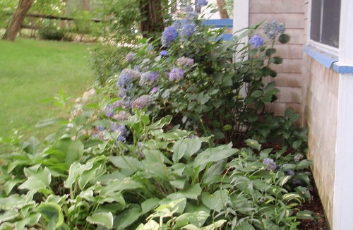 Wellfleet Cottage | Charming & cozy Wellfleet cottage on quiet road 3/4 mile to beach.