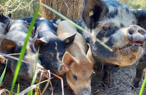 Winston House | Charming Farmhouse on working Red Haven Farm