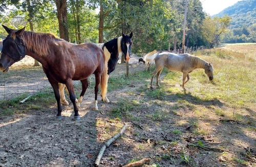 Winston House | Charming Farmhouse on working Red Haven Farm