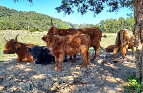 Winston House | Charming Farmhouse on working Red Haven Farm
