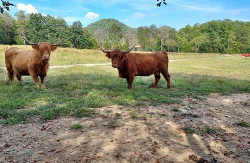 Winston House | Charming Farmhouse on working Red Haven Farm
