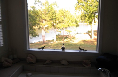 Calhoun County Cottage | Charming Guest Cottage - Very Private-25 Minutes from Oxford