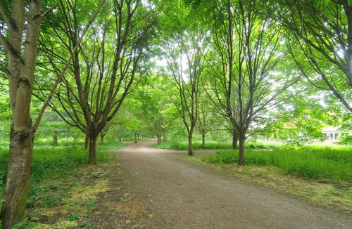 Clamart House | Charming house on the edge of a wood, less than 5 km from Paris