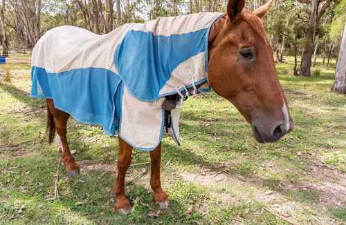 Pitt Town House | Charming & Spacious 4BR Retreat