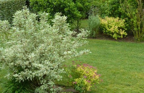 Annoville Cottage | Charming stone house with fireplace and enclosed garden - Pets allowed