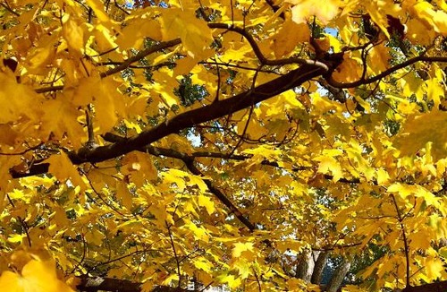 Versailles Bed & Breakfast | Charred Oaks Inn