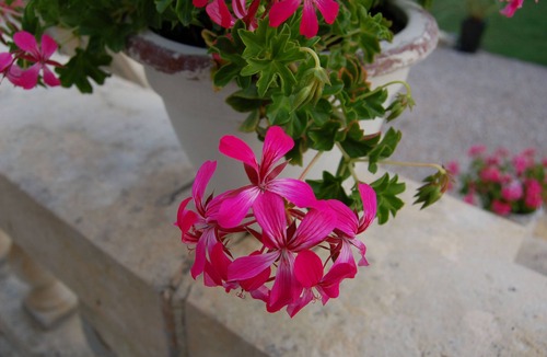 Saint-Christoly-de-Blaye House | Chateau Bavolier