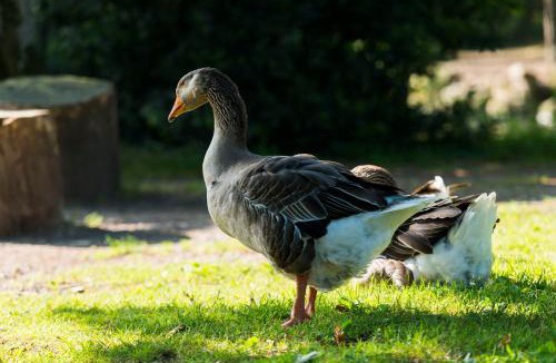 Saint-Aignan-Grandlieu Other | Chateau De La Plinguetiere