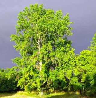 Vincelles House | Chateau de Vincelles
