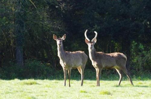 Saint-Mars-du-Desert House | Chateau du Perray