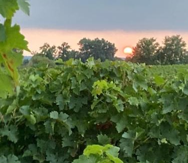 Blasimon Bed & Breakfast | Chateau Haut Cazevert