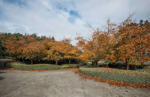 Glenbrook Cottage | Cherry Blossom Paradise