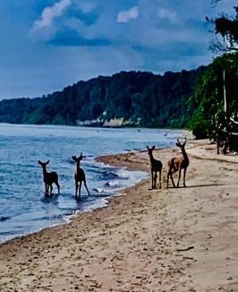 Port Republic House | Chesapeake Holiday House