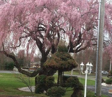 Cheshire Hotel | Cheshire Welcome Inn