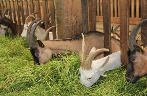 Liesville-sur-Douve House | chevrerie de la huberdiere