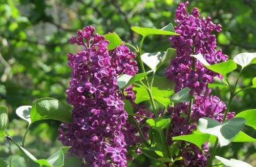 Saint-Fortunat-sur-Eyrieux Bed & Breakfast | Chez Cécile et Mickaël