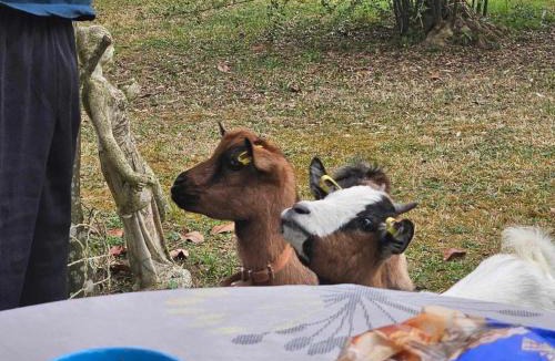 Laguian-Mazous House | Chez Isa et Geo