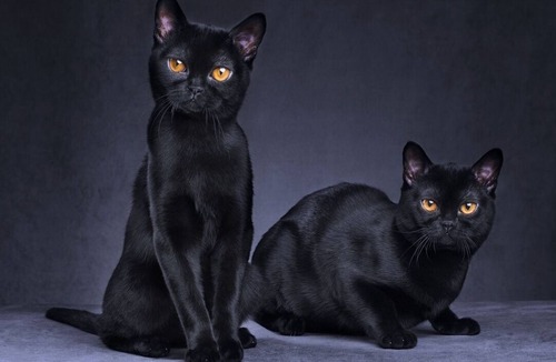 Loudun House | Chez Koryne