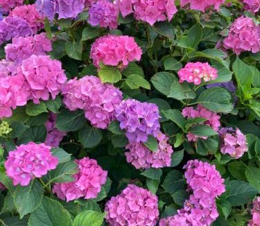 Saint-Pe-de-Bigorre Bed & Breakfast | Chez Mamylette