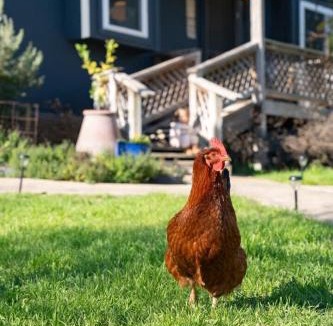 San Marcos House | Chickadees Stay: Private Tub, Chiminea & Pool