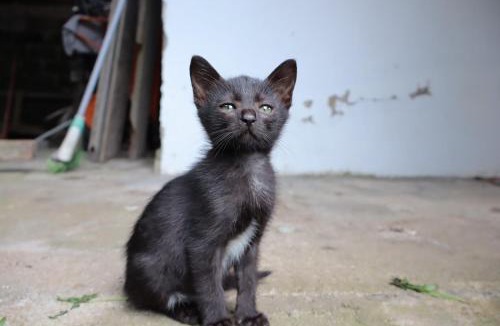 Tomohon Bed & Breakfast | Chrisma Bed and Breakfast