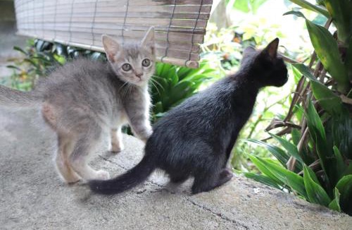 Tomohon Bed & Breakfast | Chrisma Bed and Breakfast