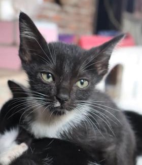 Tomohon Bed & Breakfast | Chrisma Bed and Breakfast