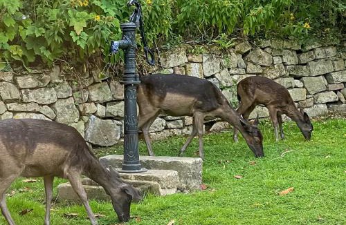 Matlock House | Church Cottage