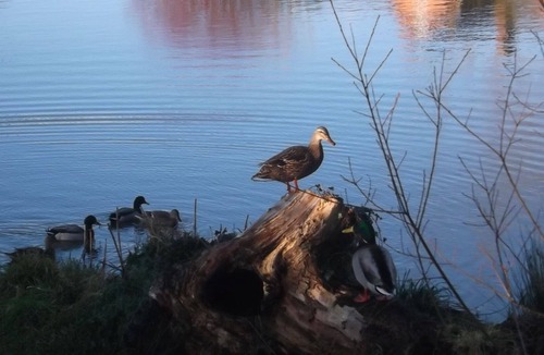 Hereford Cottage | Cider press in Brinsop