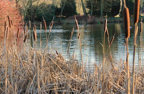 Hereford Cottage | Cider press in Brinsop