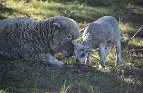 Boyland House | Clandulla Cottages & Farmstay