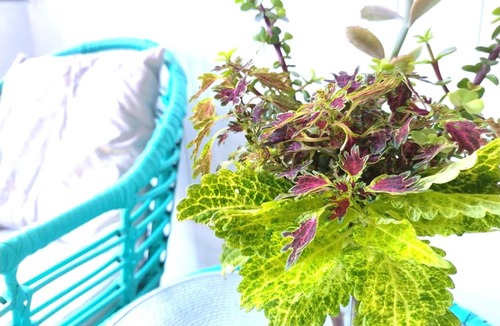 Townsville Apartment | Classic Queenslander Suite