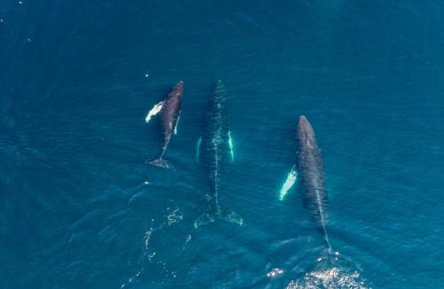 Saint Michaels House | Cliffs Edge Retreat