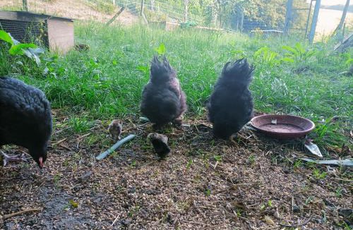 Tabanac House | Clos de Bigorre