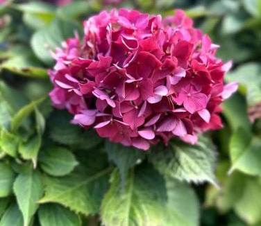 Fatouville-Grestain House | Clos des hortensias