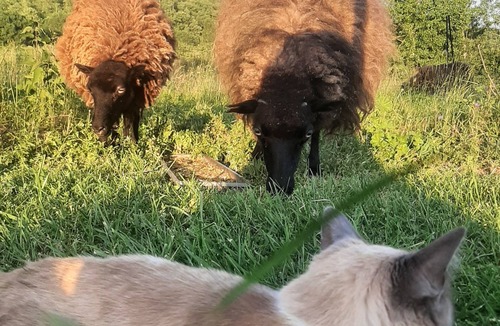 Mielan Cottage | Closed for ever