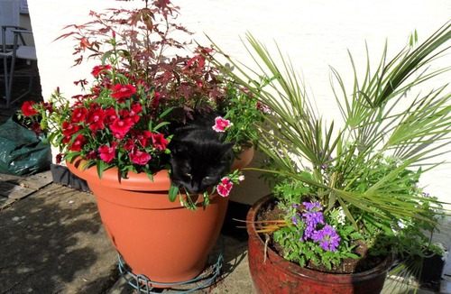 Bournemouth Bed & Breakfast | Coach House Cottage