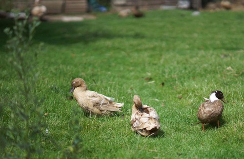 Llanfairpwllgwyngyll House | Coach House Faner