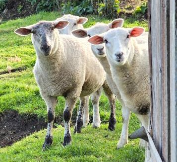 Midhirst House | Cold Ebb Mountain View Homestay