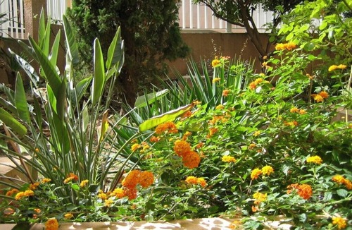 Collioure Apartment | Collioure: beautiful apartment classified *, quiet, swimming pool, garden, private parking