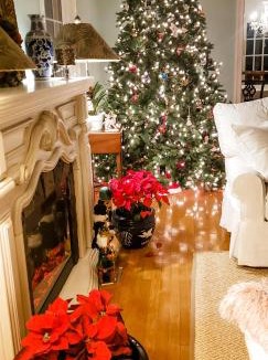 Williamsburg Bed & Breakfast | Colonial Gardens B & B