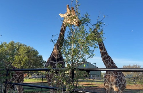 Lampasas Condo | Coming Soon! Immersive Giraffe experience in our rustic luxurious condo.