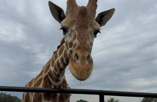 Lampasas Condo | Coming Soon! Immersive Giraffe experience in our rustic luxurious condo.
